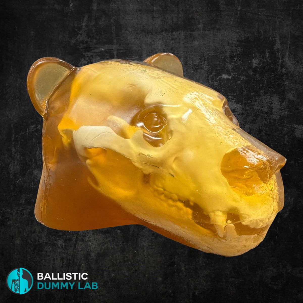 Ballistic Gel Loaded Grizzly Bear Head – detail view