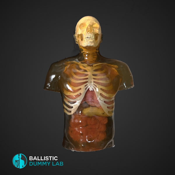 Ballistic Dummy Gel Torso with Head – Ballistic Dummy Lab