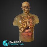 Ballistic Dummy Lab Zombie Torso with head