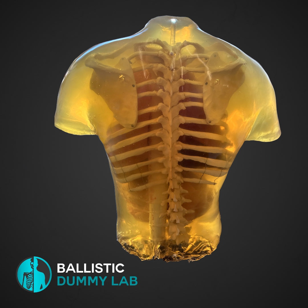 Ballistic Dummy Gel Torso Headless – Ballistic Dummy Lab