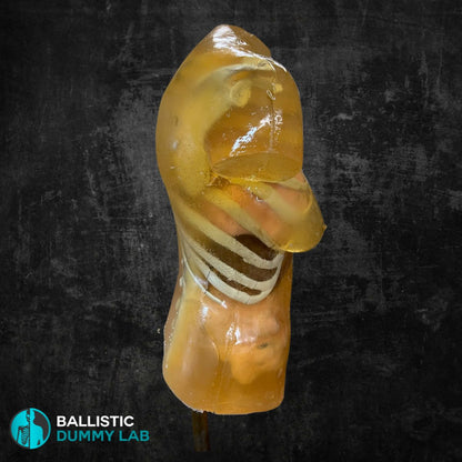 Ballistic Dummy Lab Gel Female Torso Headless – detail view