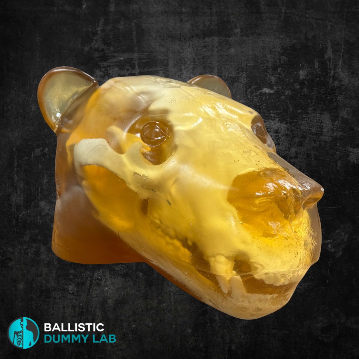 Ballistic Gel Loaded Grizzly Bear Head – front view