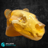 Ballistic Gel Loaded Grizzly Bear Head