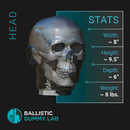 Ballistic Dummy Gel Head – detail view