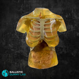 Ballistic Dummy Lab Gel Female Torso Headless