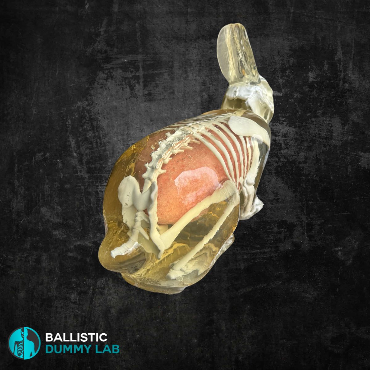 Ballistic Gel Rabbit – detail view