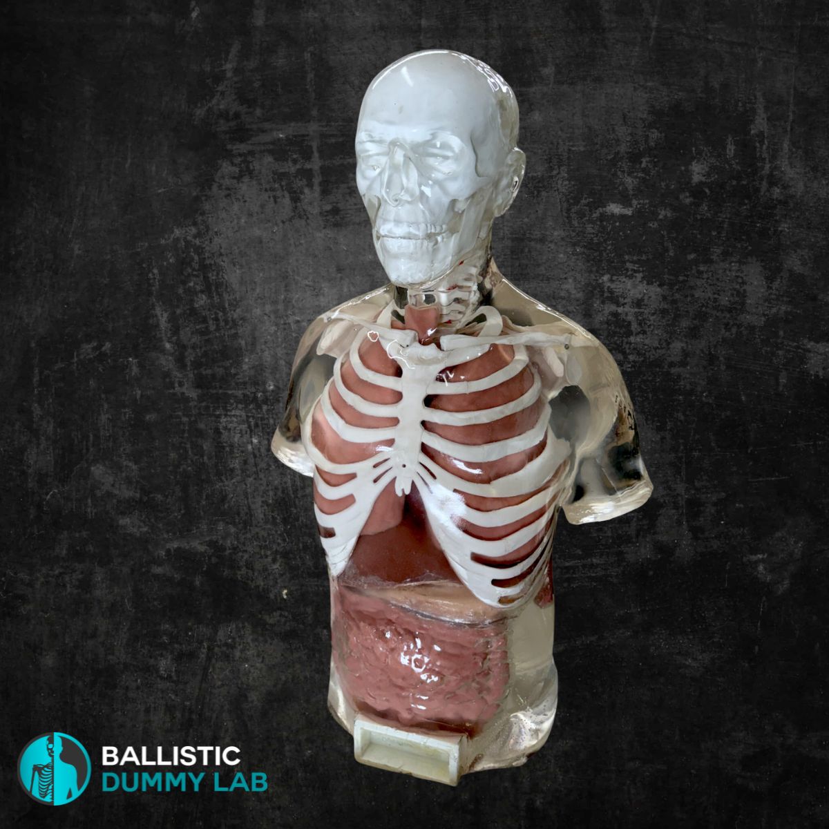 Perma-Gel Ballistic Dummy Deluxe Torso with Head – front view