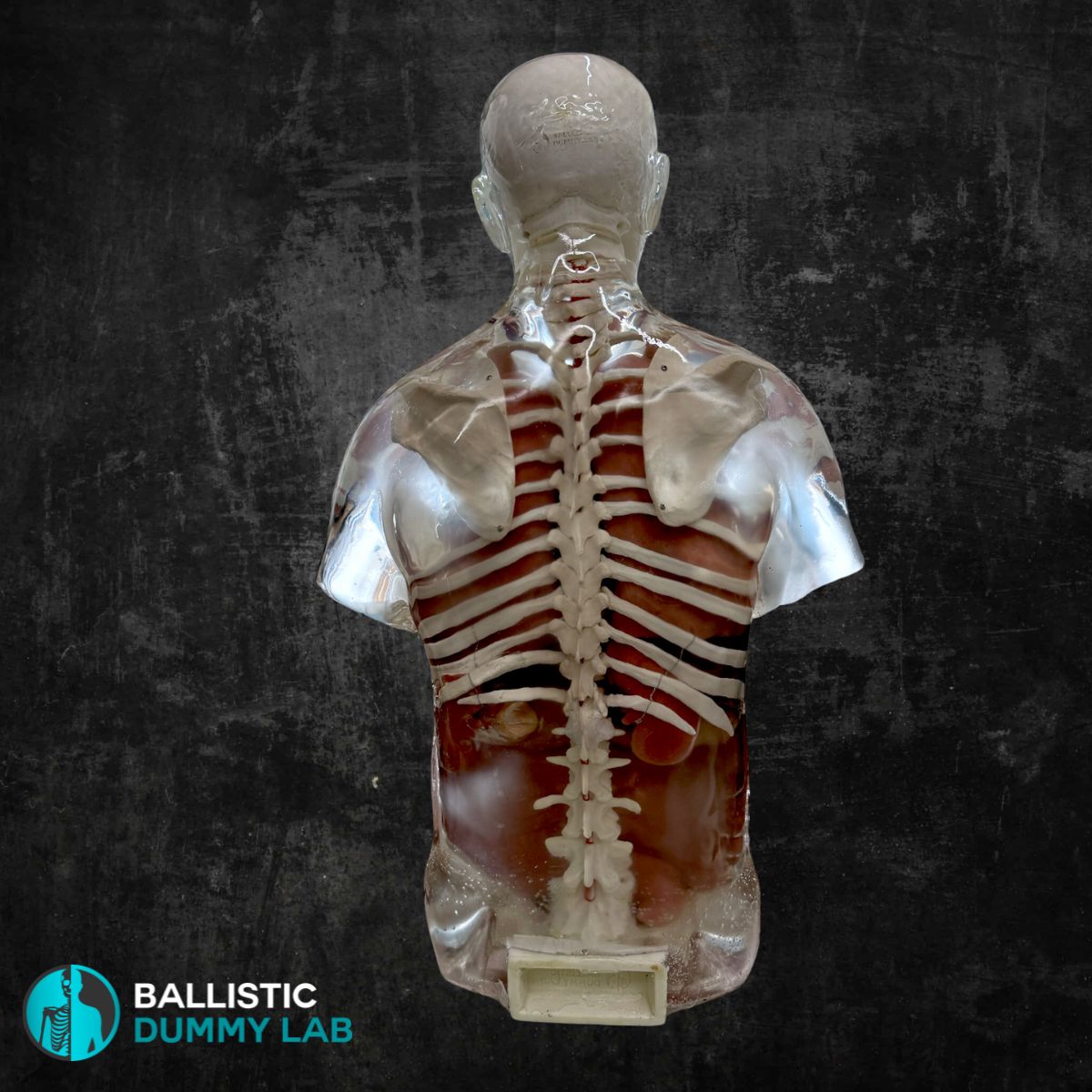 Perma-Gel Ballistic Dummy Deluxe Torso with Head – detail view