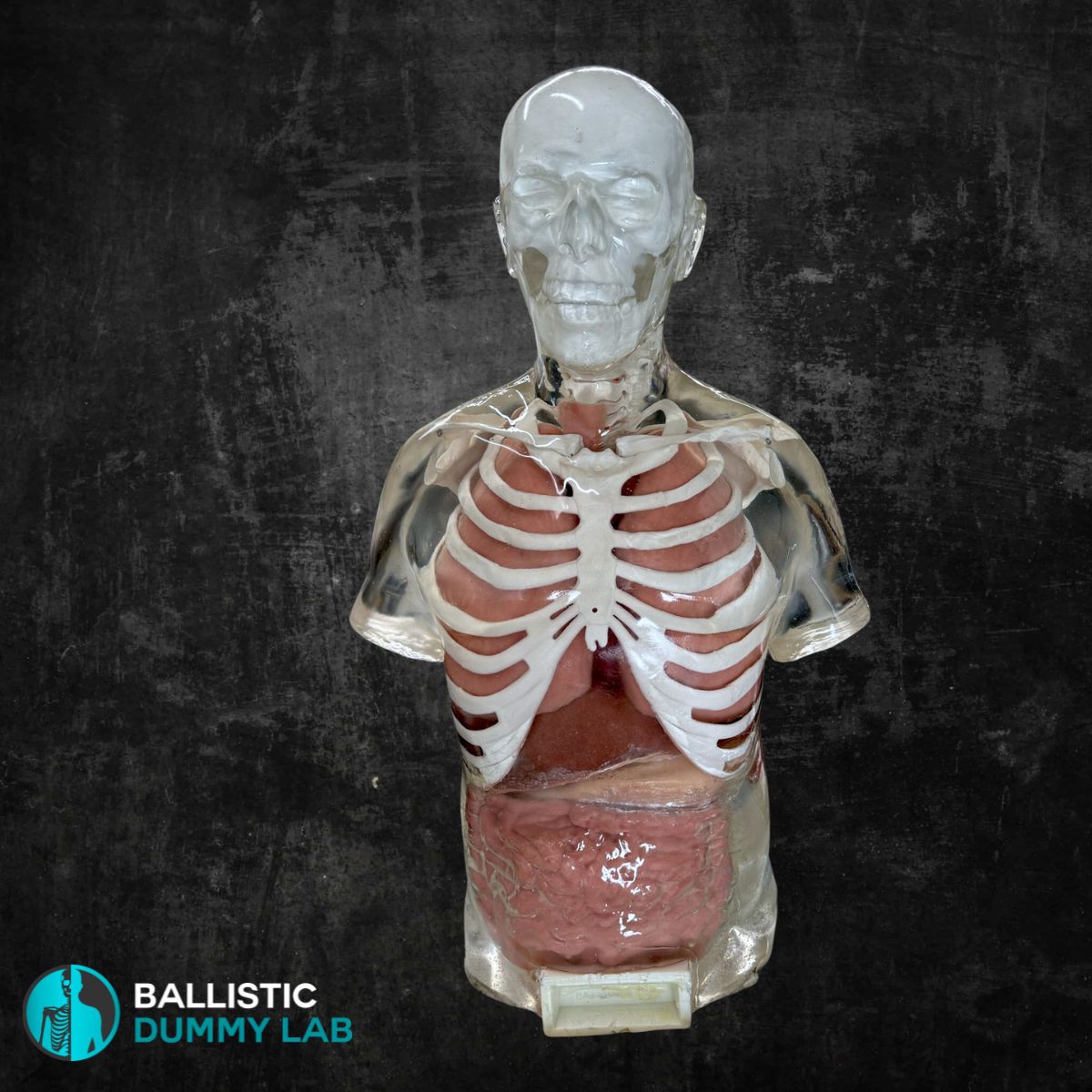Perma-Gel Ballistic Dummy Deluxe Torso with Head – side view