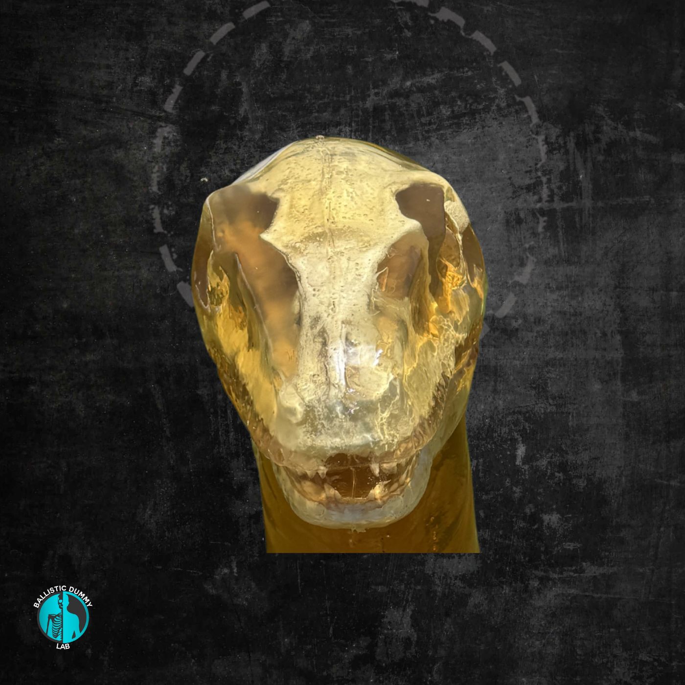Raptor Head – side view
