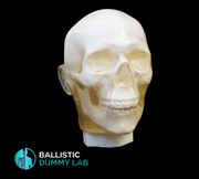 Ballistic Dummy Gel Head