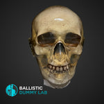 Ballistic Dummy Loaded Zombie Head