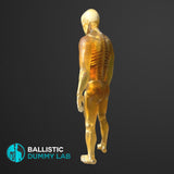 Ballistic Dummy Gel Male Body